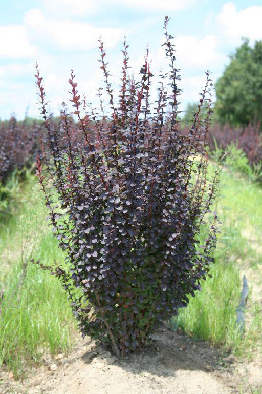 BERBERIS THUNBERGII ASTROPUREA:MARHSALLS UPRIGHT BARBERRY – Marksmen ...