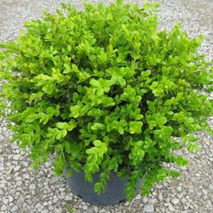 BUXUS MICROPHYLLA VAR JAPONICA: WINTERGEM BOXWOOD