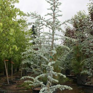CEDRUS ATLANTICA: BLUE ATLAS CEDAR