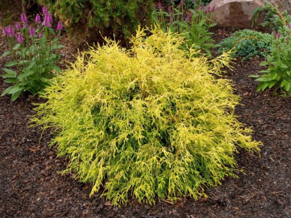 COPTIS TRIFOLIA: GOLDTHREAD CYPRESS (GOLD MOP)