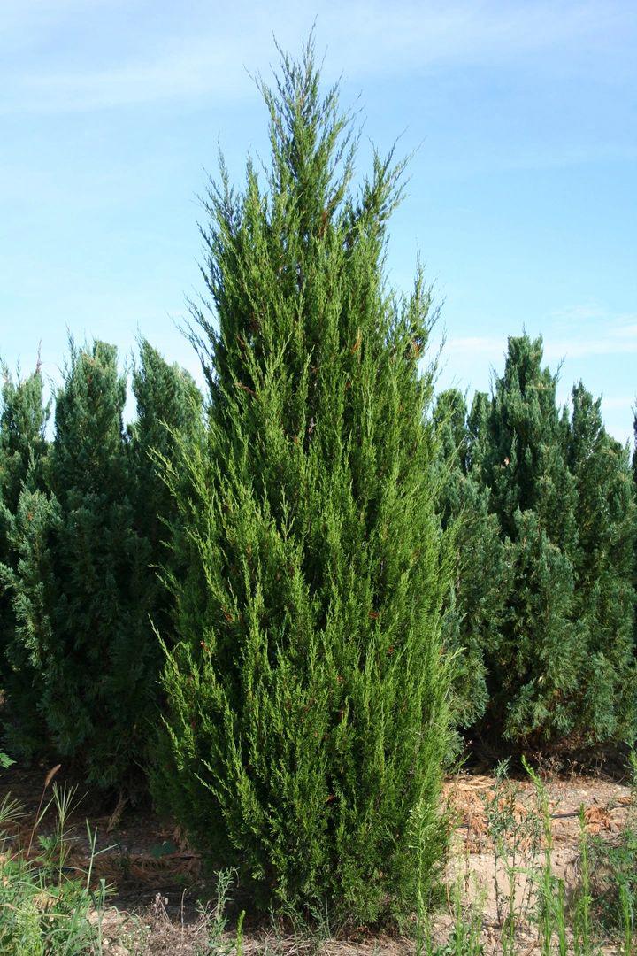 JUNIPERUS CHINESIS: SPARTAN JUNIPER – Marksmen Landscaping LLC