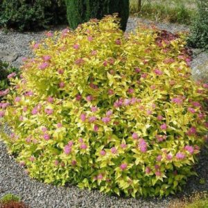 SPIRAEA JAPONICA: GOLDMOUND SPIREA